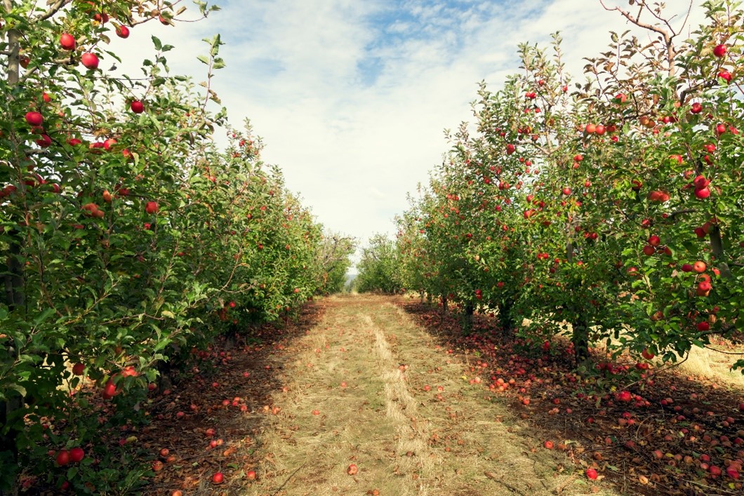 A beautiful apple orchard