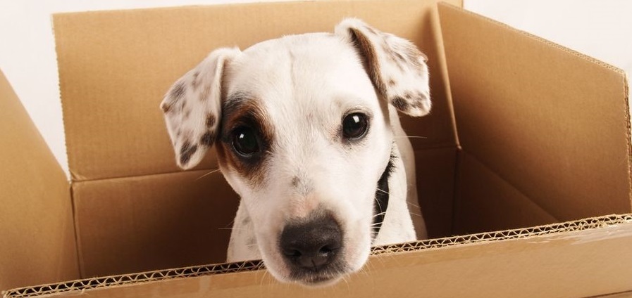 A dog sitting in a moving box